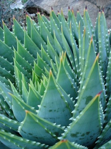 Aloe polyphylla young leaf-tips